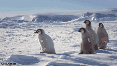 企鹅走路动态表情包图片