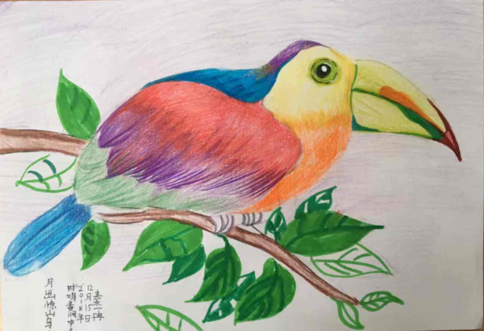 大嘴鸟简笔画彩色图片