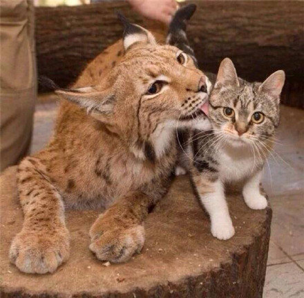 一起生活12年的猞猁与猫.