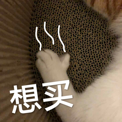 表情包 猫咪 猫爪 想买 剁手 聊天 斗图