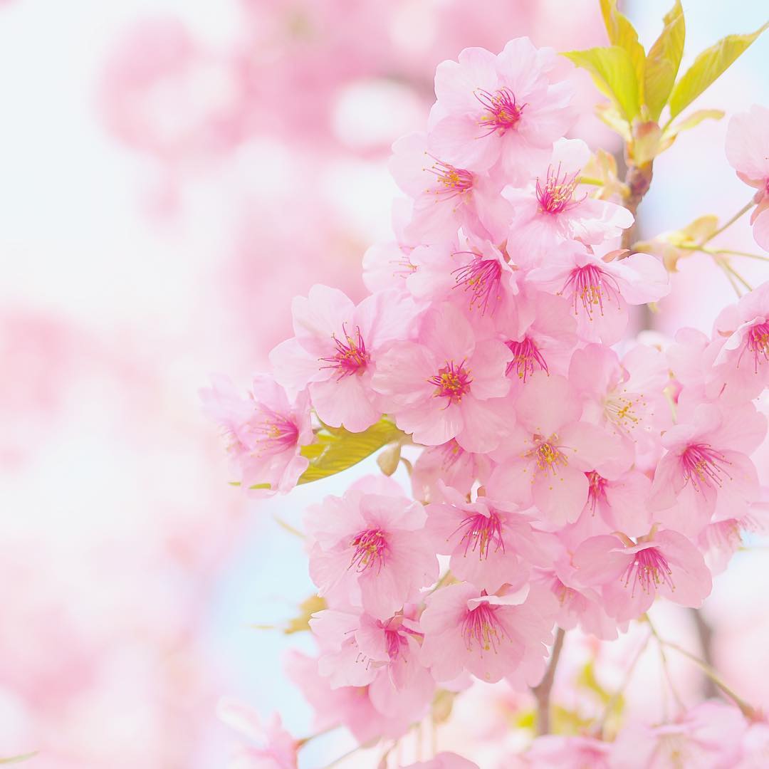 樱花的图片大全 最美图片