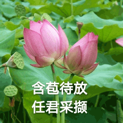 待我长发及腰