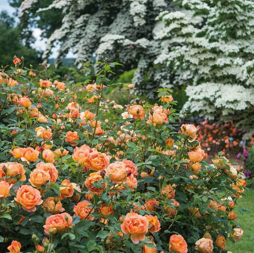 flowers ins:david_austin_roses