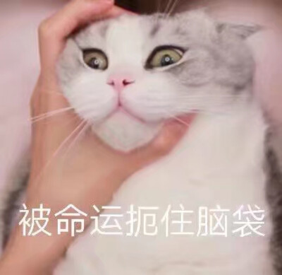 giao - 堆糖,美图壁纸兴趣社区