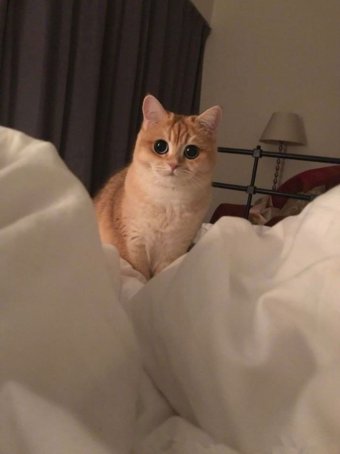 小猫咪molly的日常.这个圆圆的大眼睛,超可爱了!