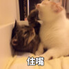 动物表情包自存图 猫咪萌宠可爱