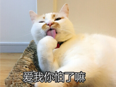 楼楼 猫 可爱 萌宠 表情包 头像 沙雕