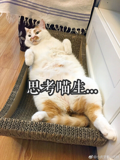 表情包 楼楼