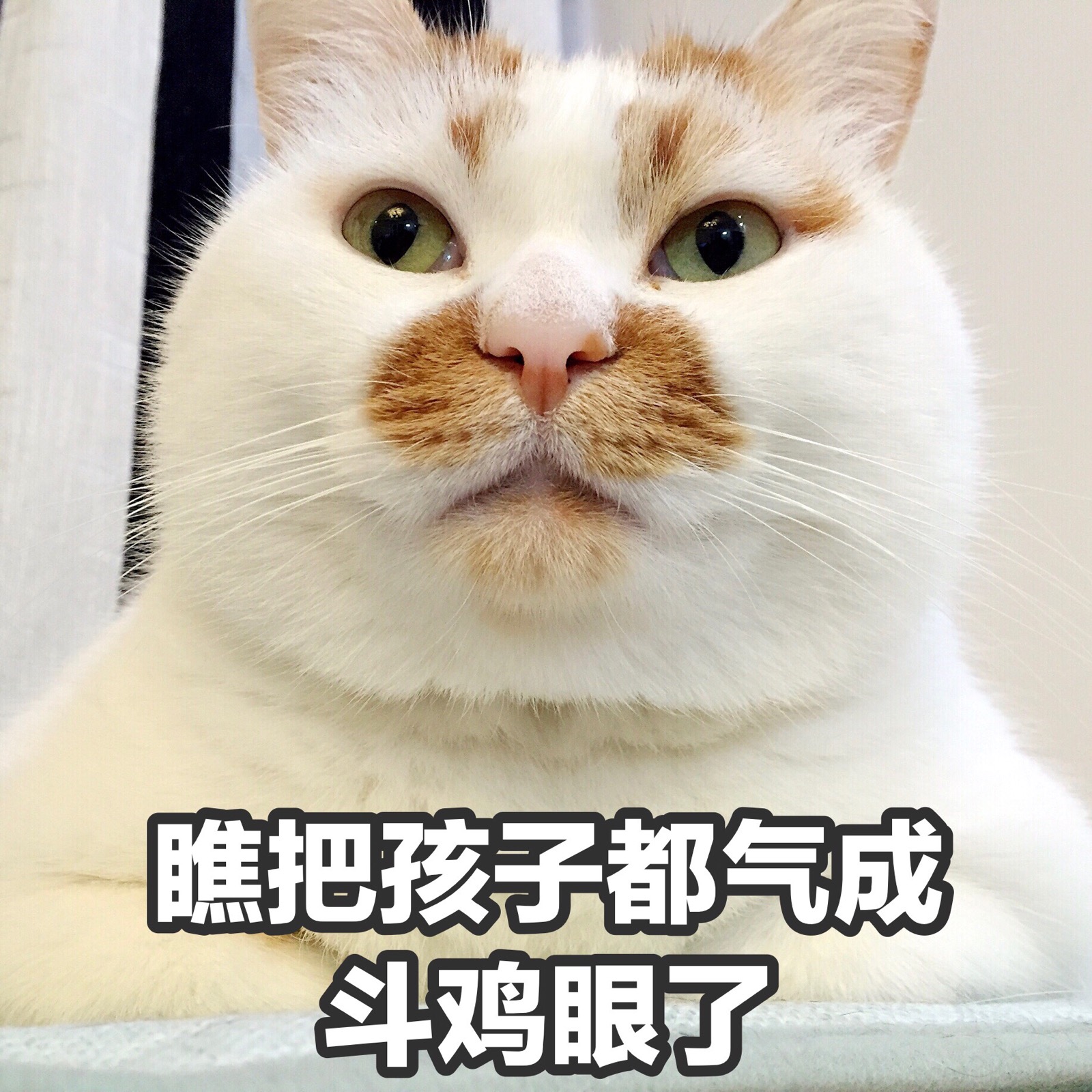 傻雕头像猫咪图片