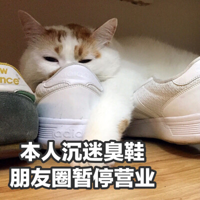 楼楼 猫 可爱 萌宠 表情包 头像 沙雕