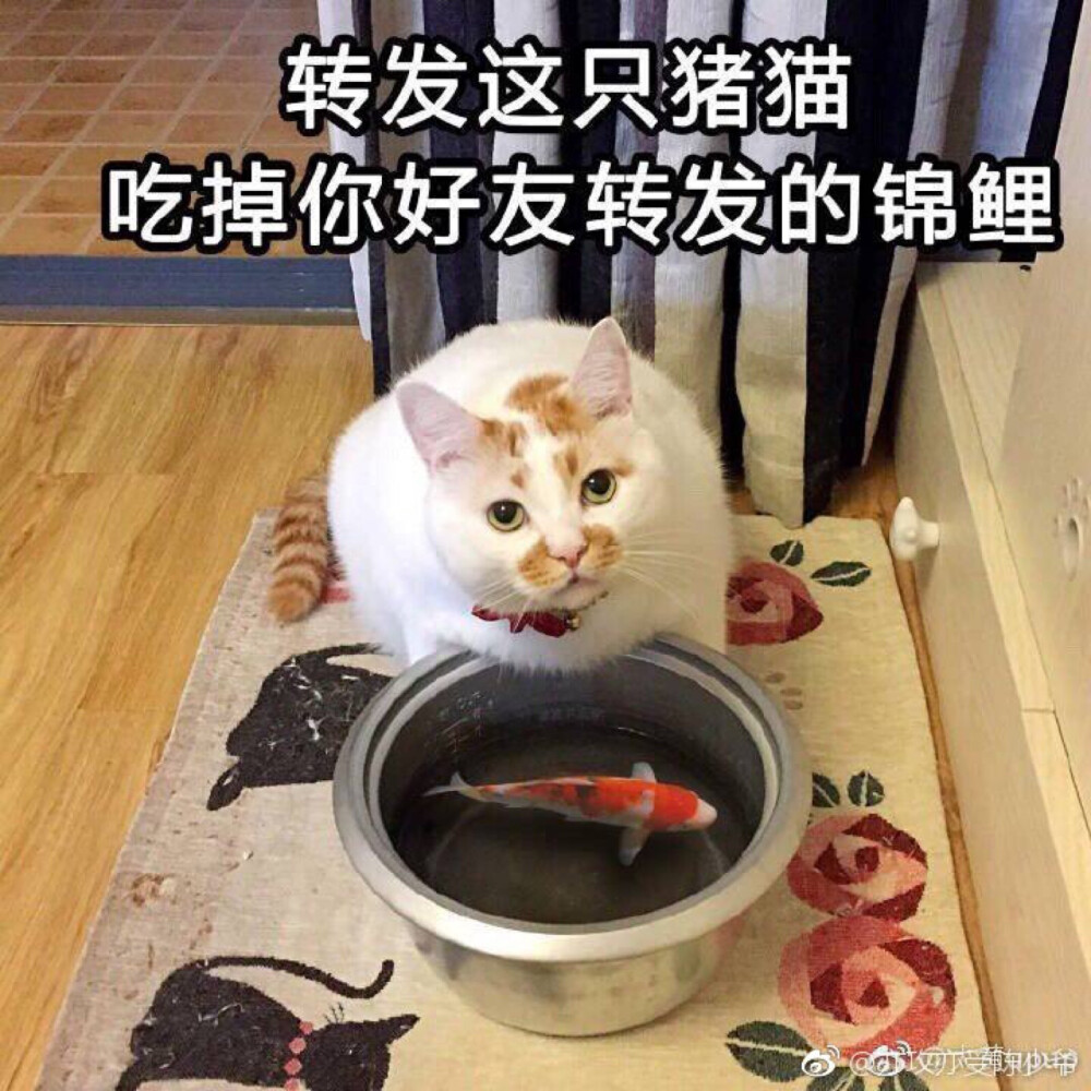 楼楼猫可爱萌宠表情包头像沙雕搞笑