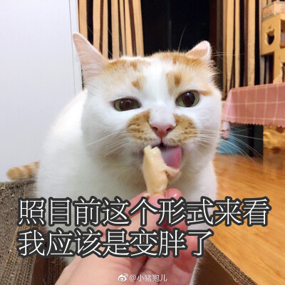 楼楼 猫 可爱 萌宠 表情包 头像 沙雕 搞笑