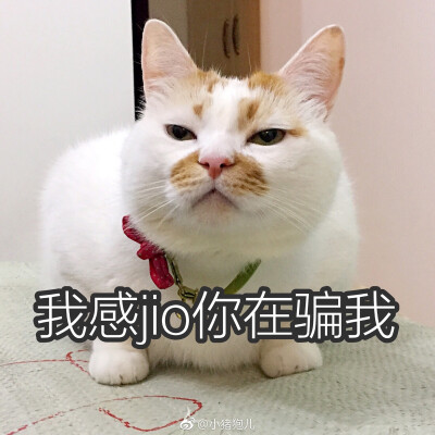 楼楼 猫 可爱 萌宠 表情包 头像 沙雕 搞笑