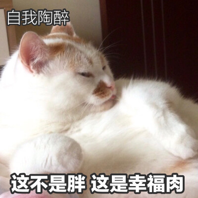 楼楼 猫 可爱 萌宠 表情包 头像 沙雕 搞笑