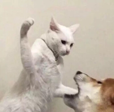 可爱的猫咪情侣头像