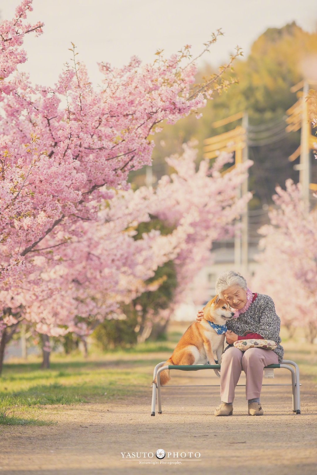 yasuto 今年又带着奶奶和柴犬去赏樱了,这大概是最温暖和美好的画面了