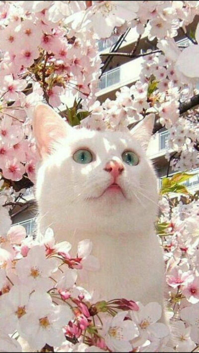 ins猫咪