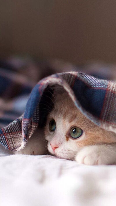 可爱萌萌的猫咪手机壁纸.更多ins壁纸请关注公众号:主公真会玩.