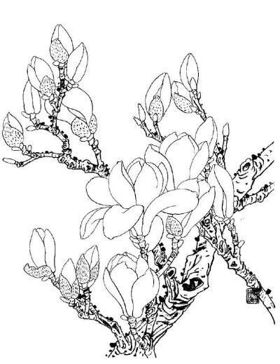 玉兰花