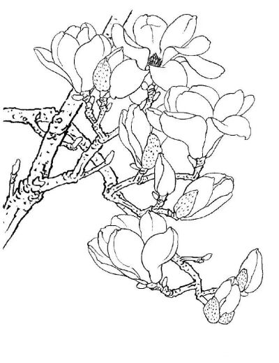 玉兰花