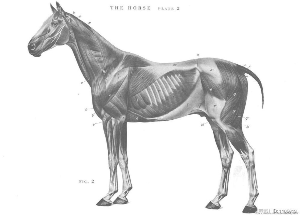 骨 骨骼 骨架 马