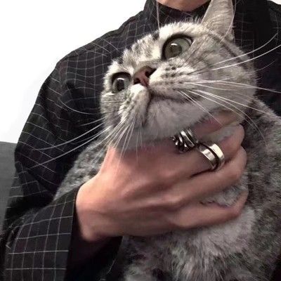 猫头像