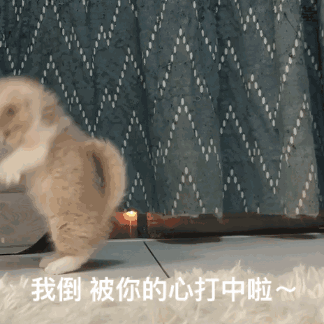 可爱猫咪gif表情包