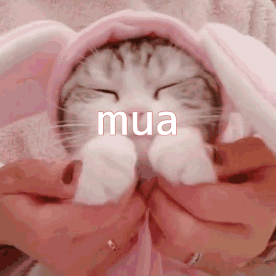 猫咪表情包