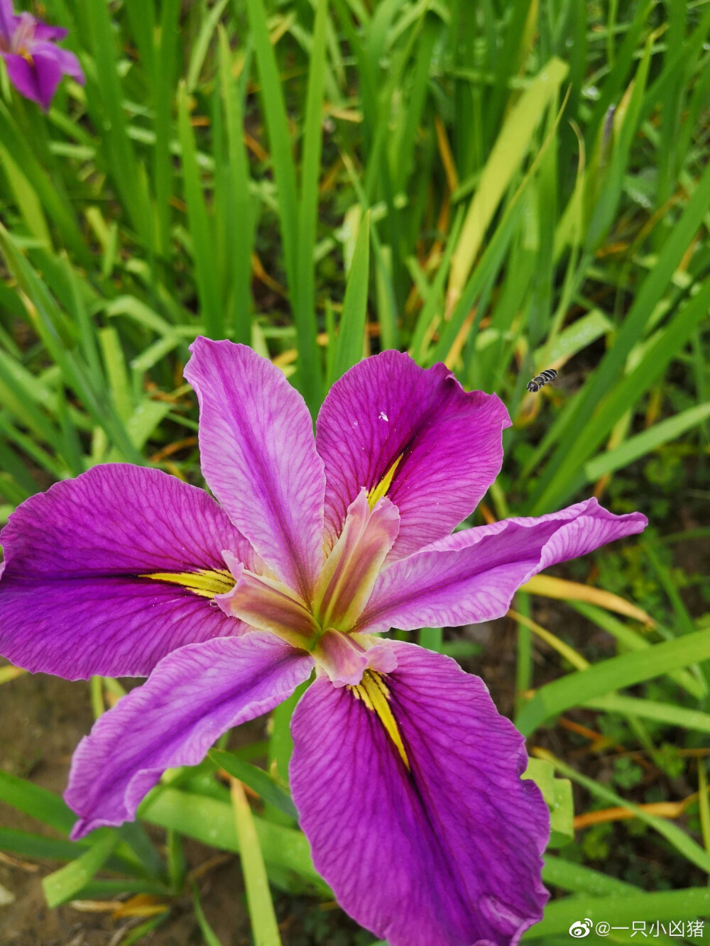 鸢尾花