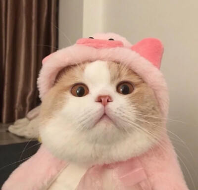 可爱萌宠