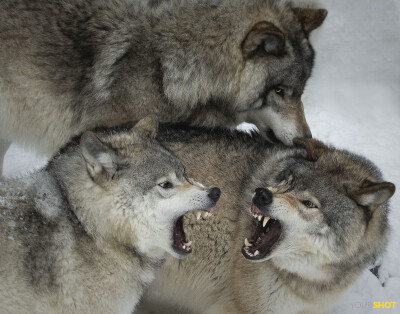一只狼带一群狼图片图片