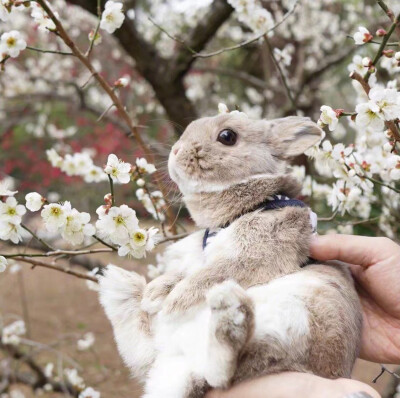 少女心壁纸背景图玉米超可爱的