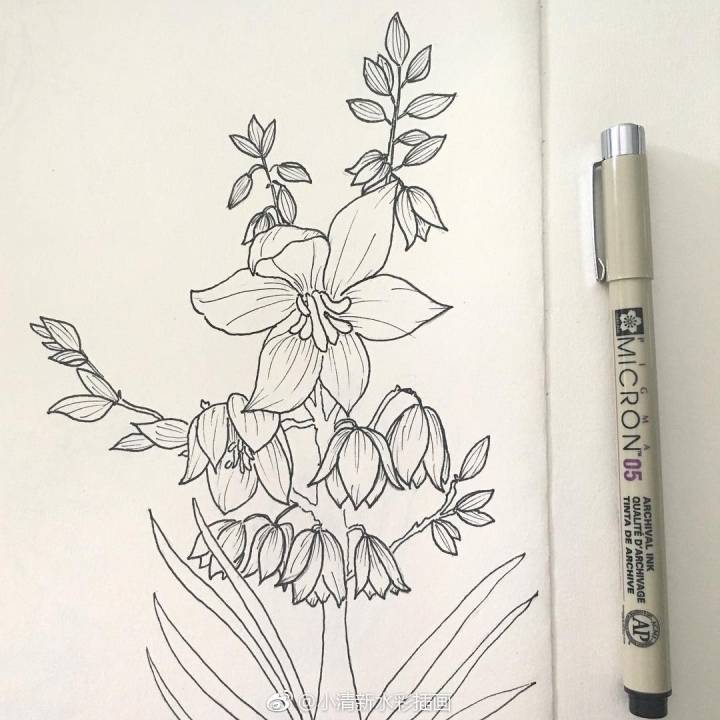 一组花卉黑白线描画insshukufuku676767
