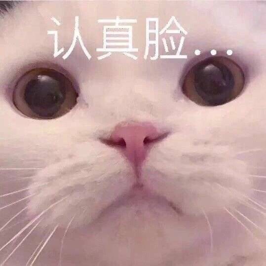 可爱猫咪表情包萌宠动物