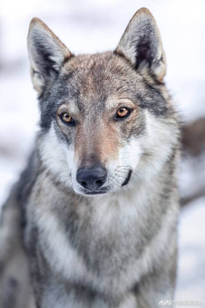 狼犬