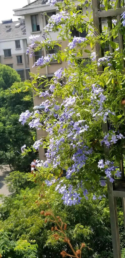 毕竟蓝雪花清清凉凉,而且完全不怕晒,养一盆嗖嗖爬满整个阳台,连空调
