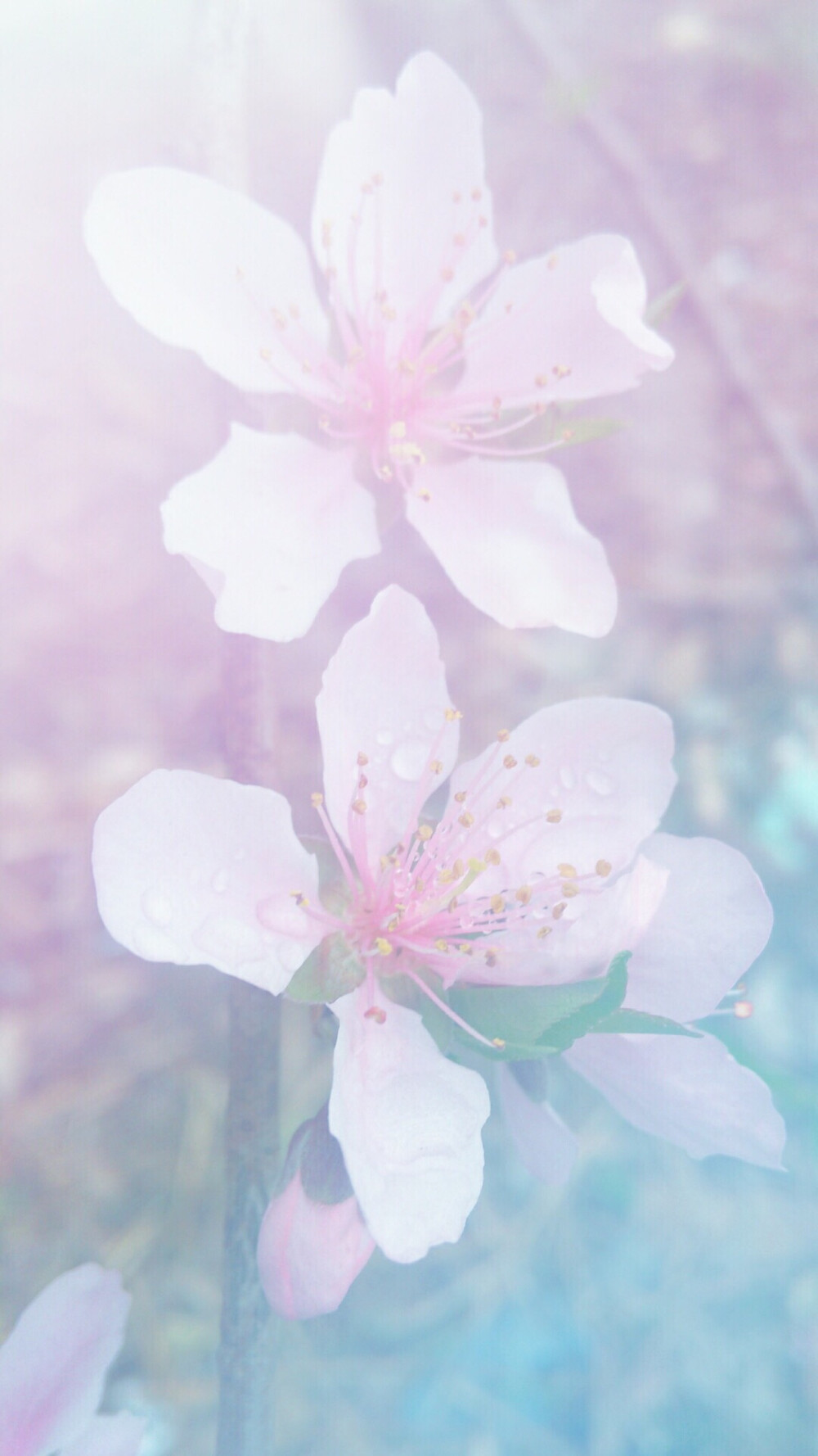 女生招桃花运手机壁纸图片