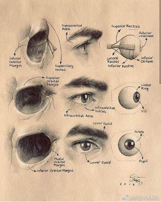 眼轮匝肌图片素描图片