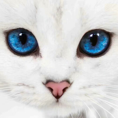 猫眼睛星辰大海特写图片