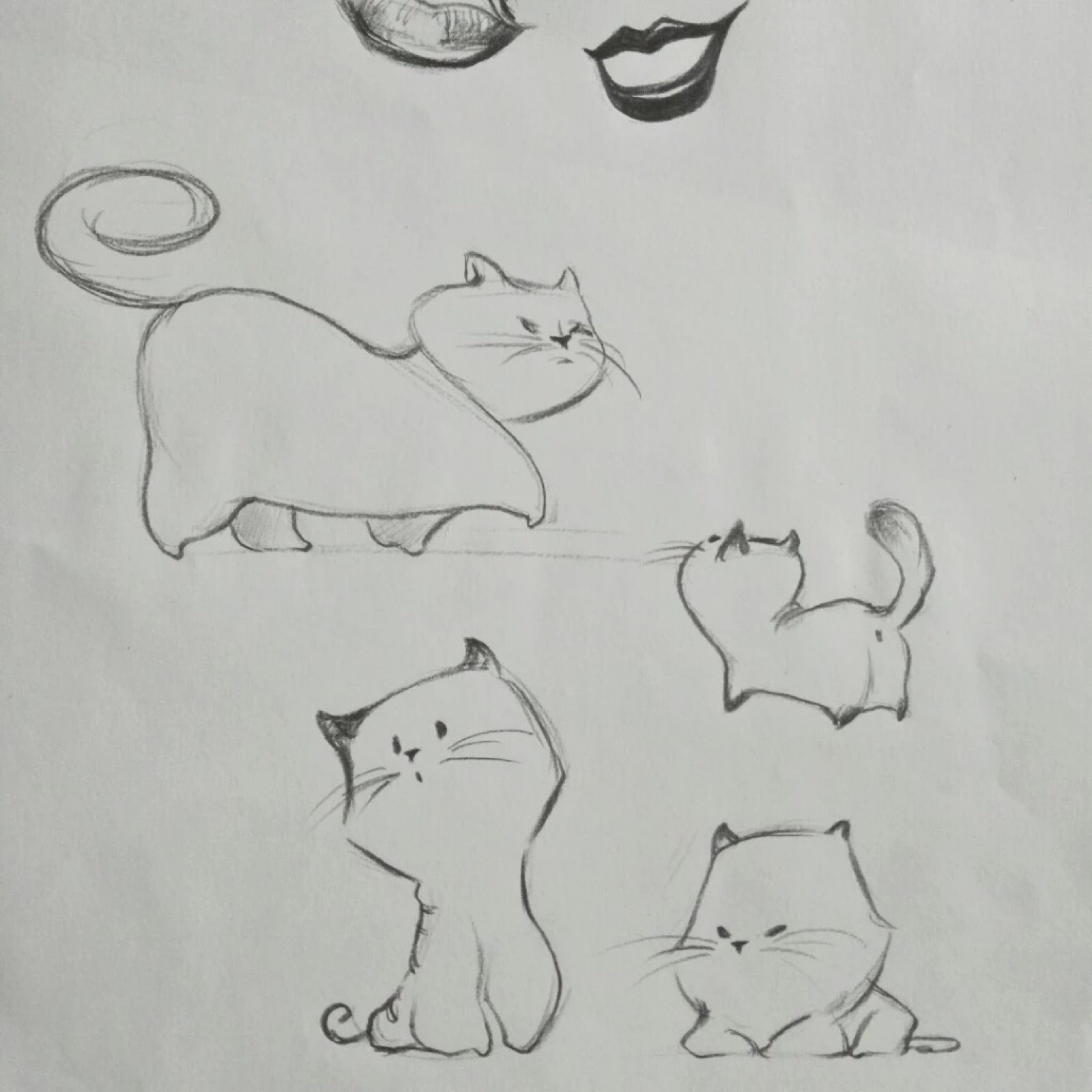 动物猫咪画法速写简笔画