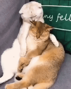 萌宠gif 猫猫狗狗
