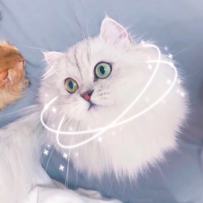 猫猫头像