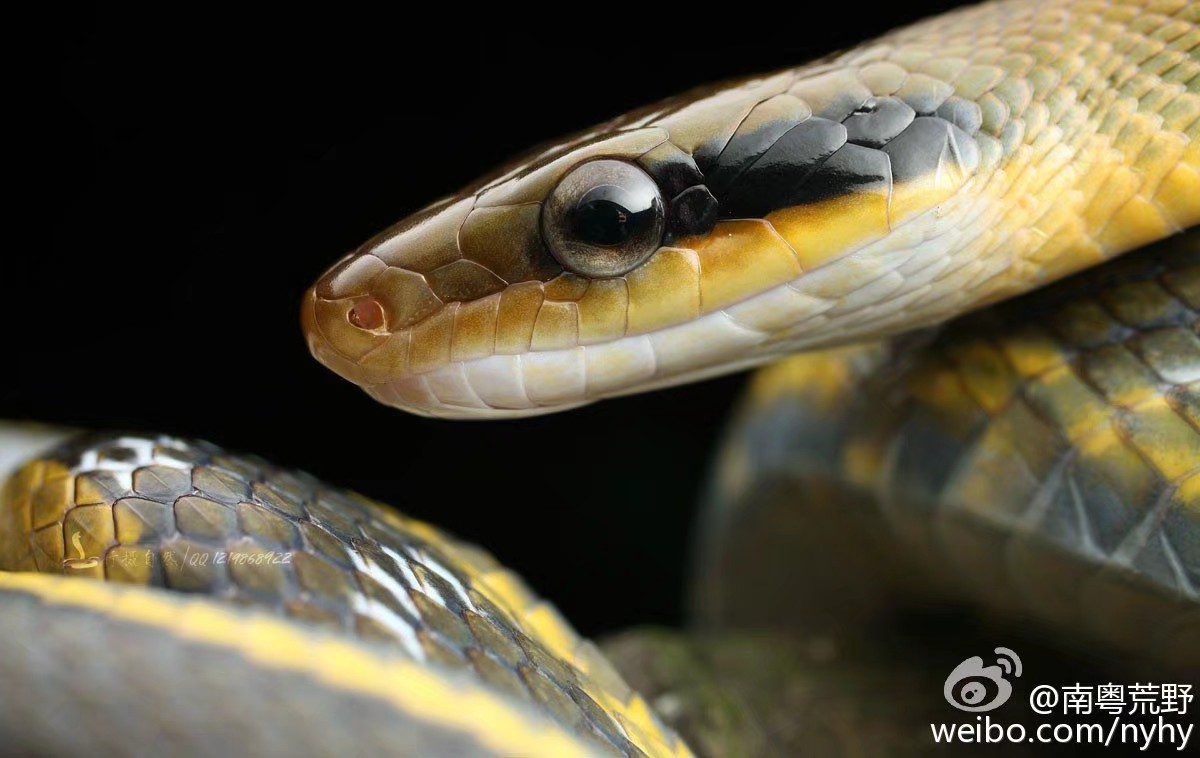 黑眉锦蛇丨南粤荒野