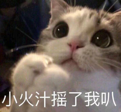 小仙女御用表情包