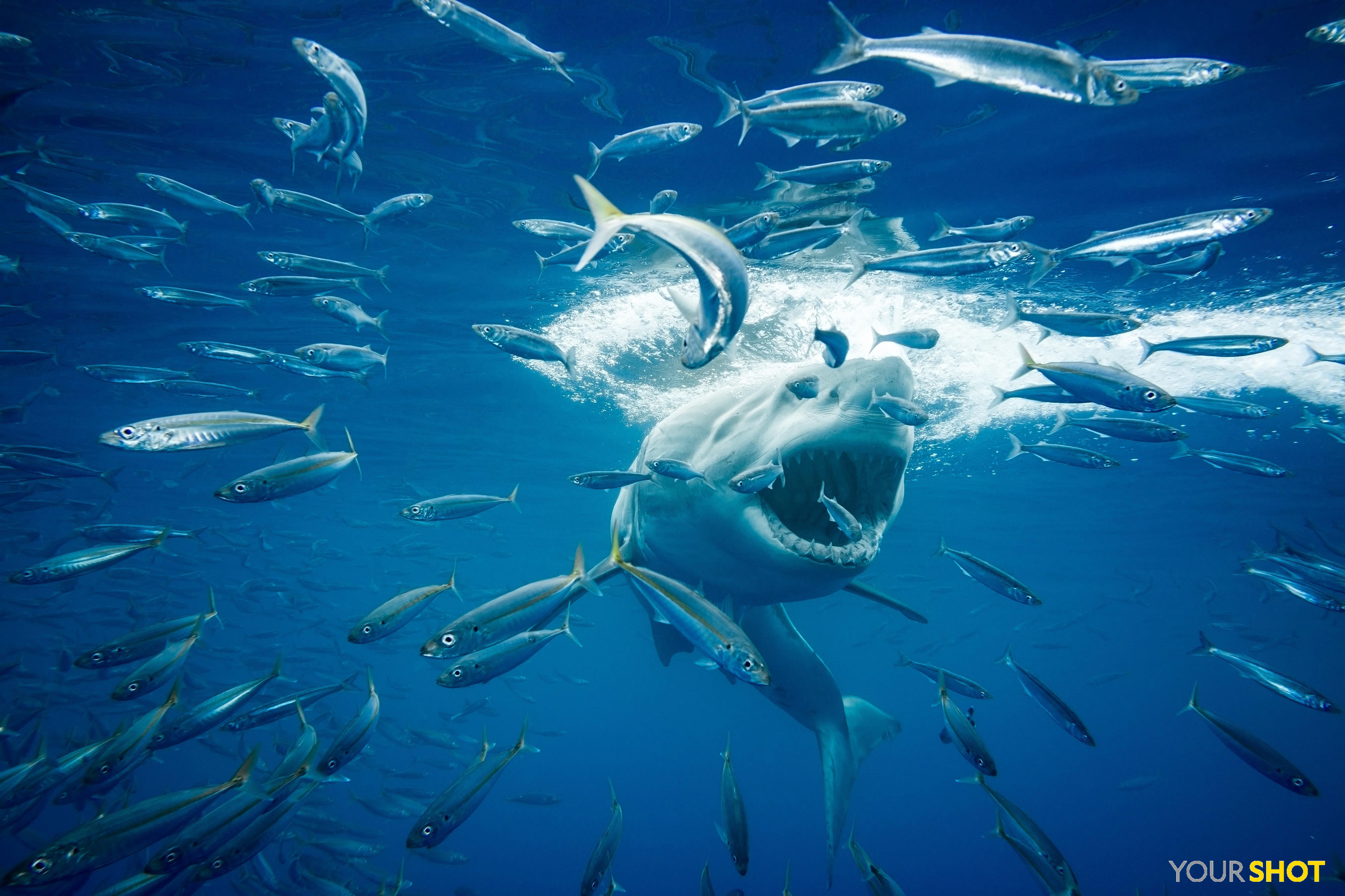 大白鲨壁纸 霸气图片