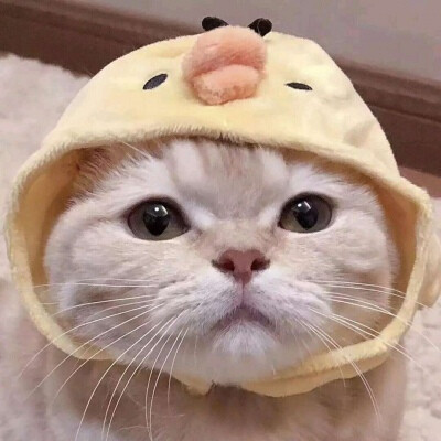 猫情侣头像