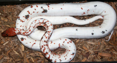 [多米尼加虹蚺(dominican red mountain boa)的变异个体,谢谢@snake