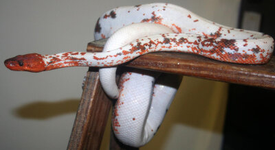 [多米尼加虹蚺(dominican red mountain boa)的变异个体,谢谢@snake