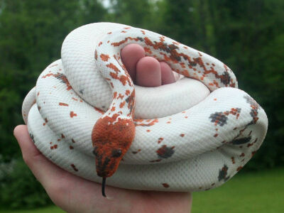 [多米尼加虹蚺(dominican red mountain boa)的变异个体,谢谢