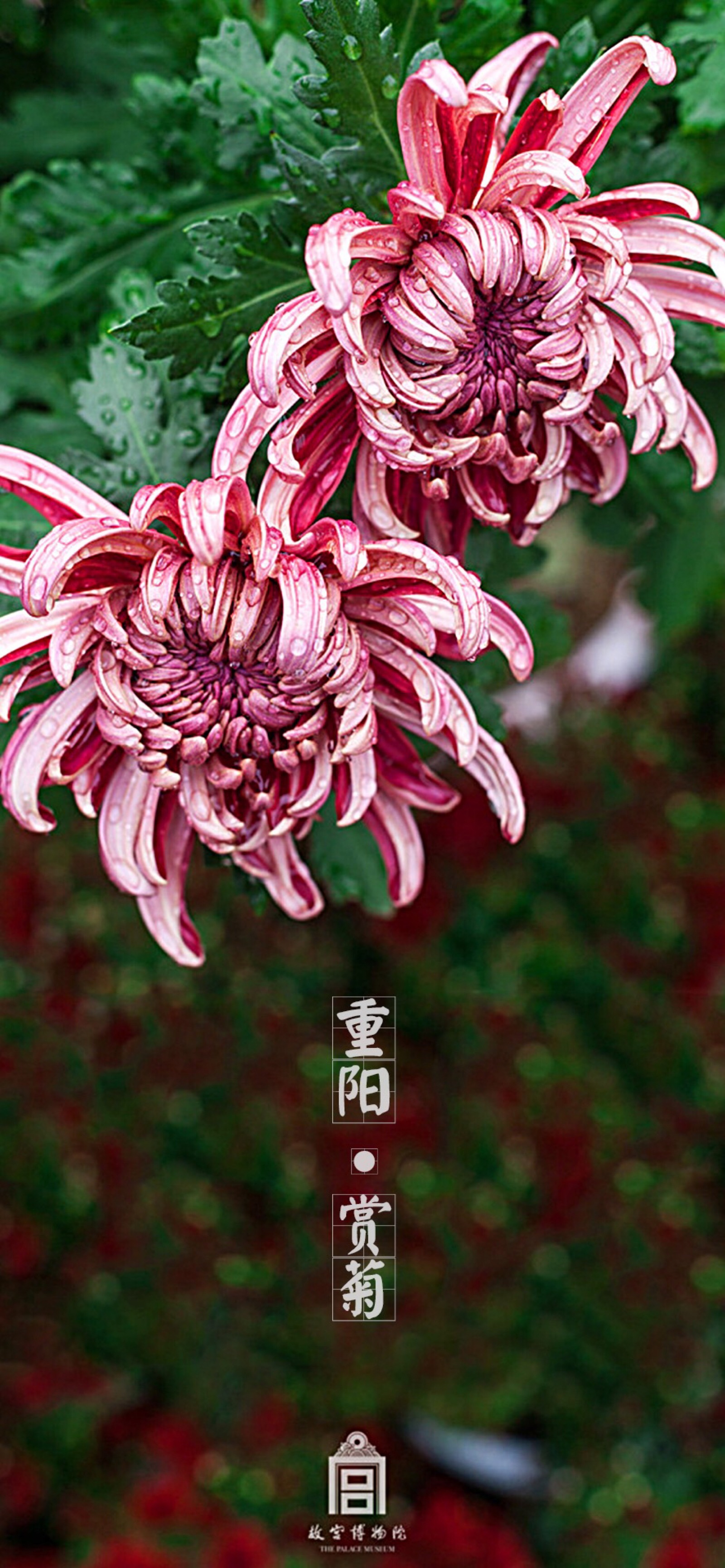 iphonex/xs/maxs植物花卉系列壁纸,修改图片的原图